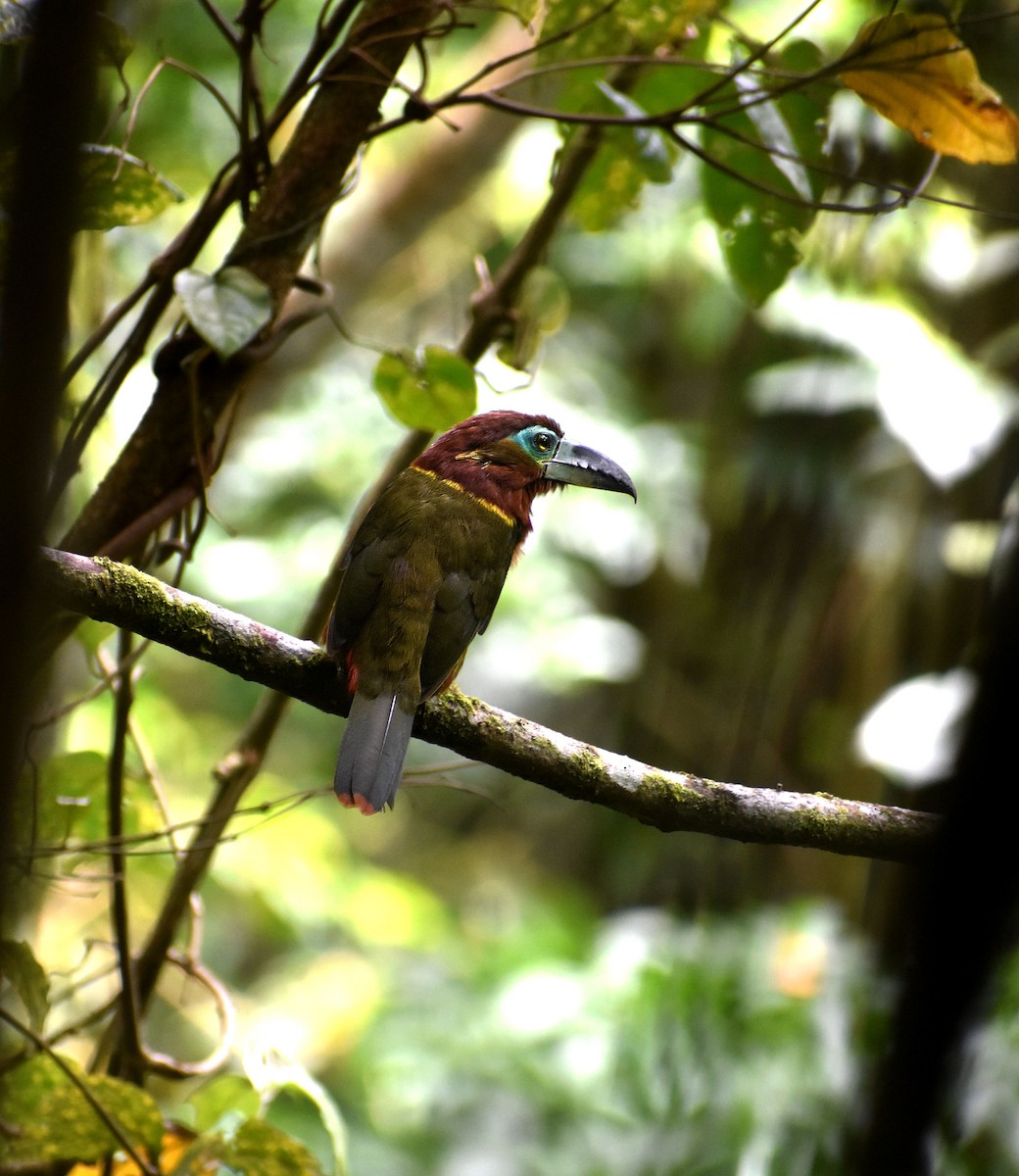 arassari límcový - ML645569188