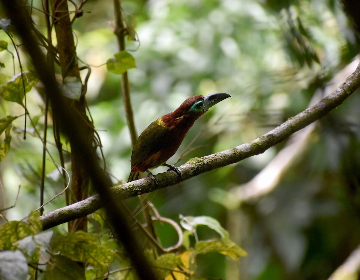 arassari límcový - ML645569189