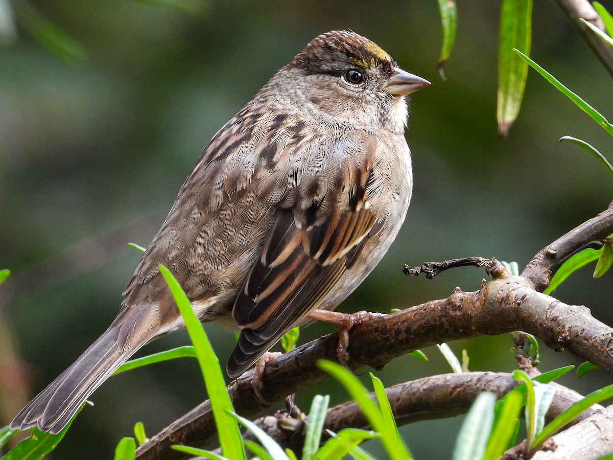Golden-crowned Sparrow - ML645569190