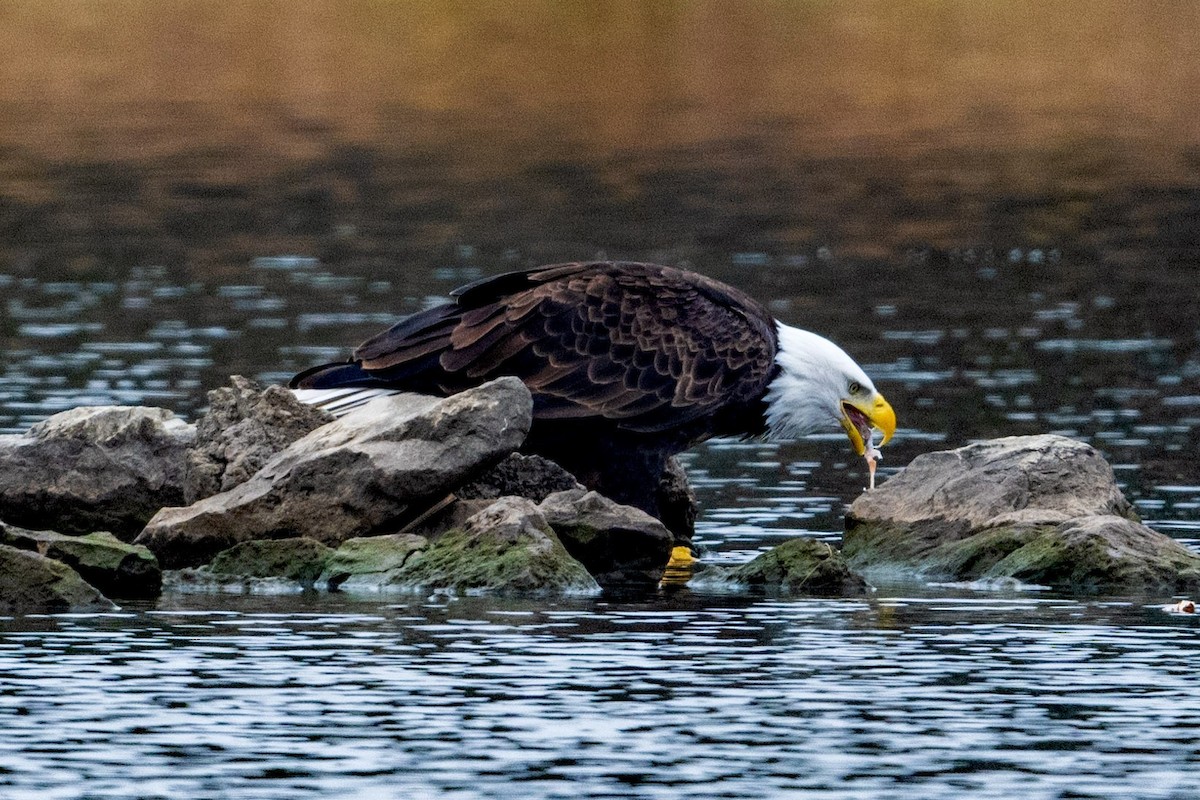 Bald Eagle - ML645569192