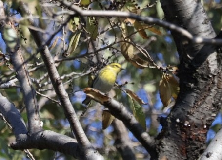Townsend's Warbler - ML645569196