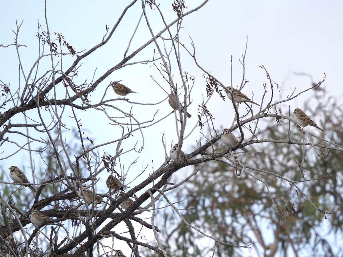 Lark Sparrow - ML645569197