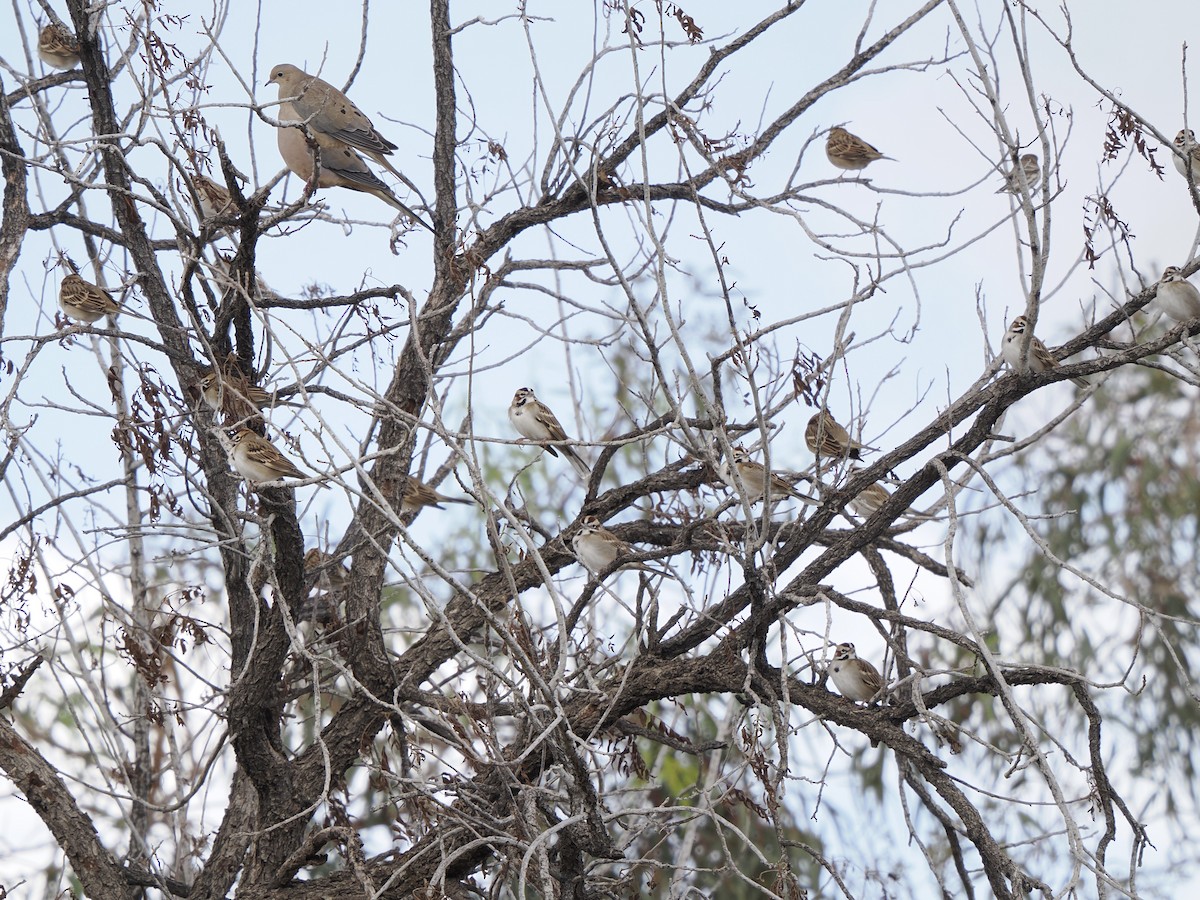 Lark Sparrow - ML645569198