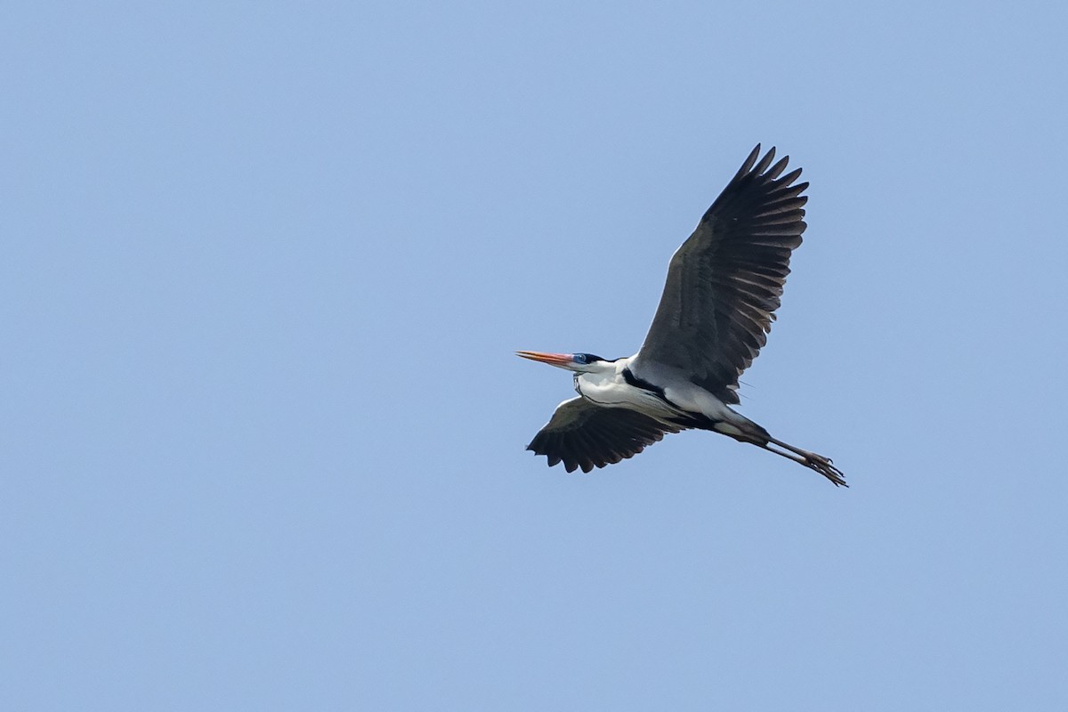 Cocoi Heron - ML645569201