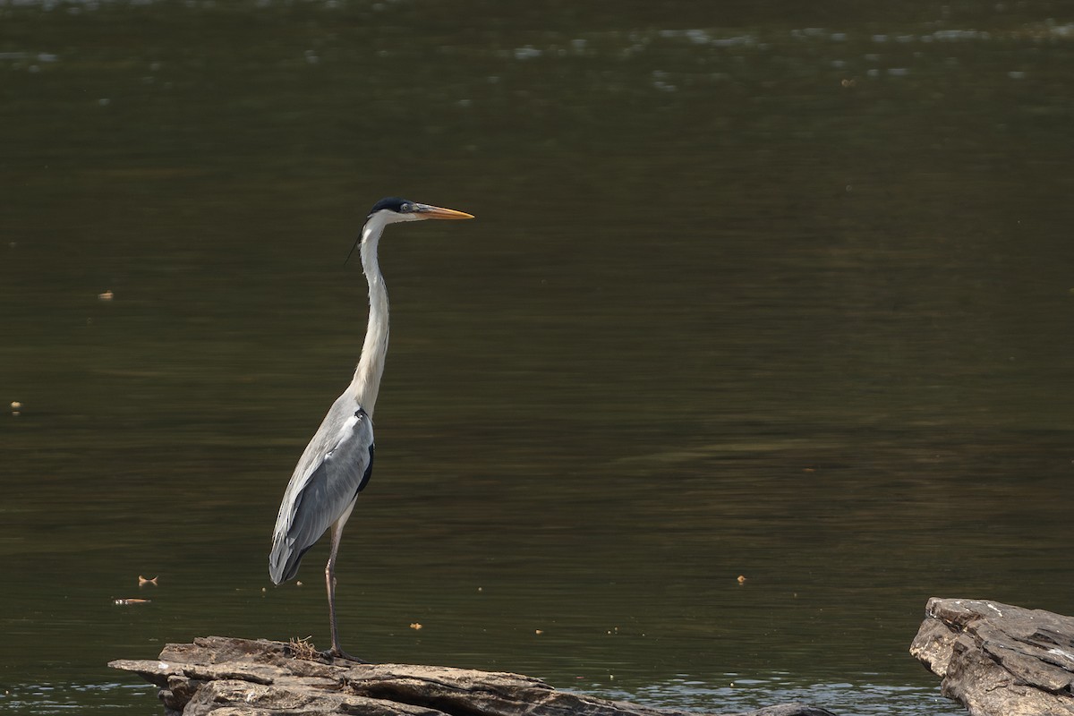 Cocoi Heron - ML645569202