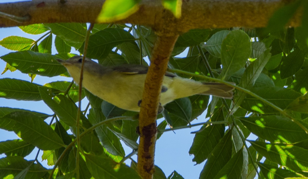 Philadelphia Vireo - ML645569211