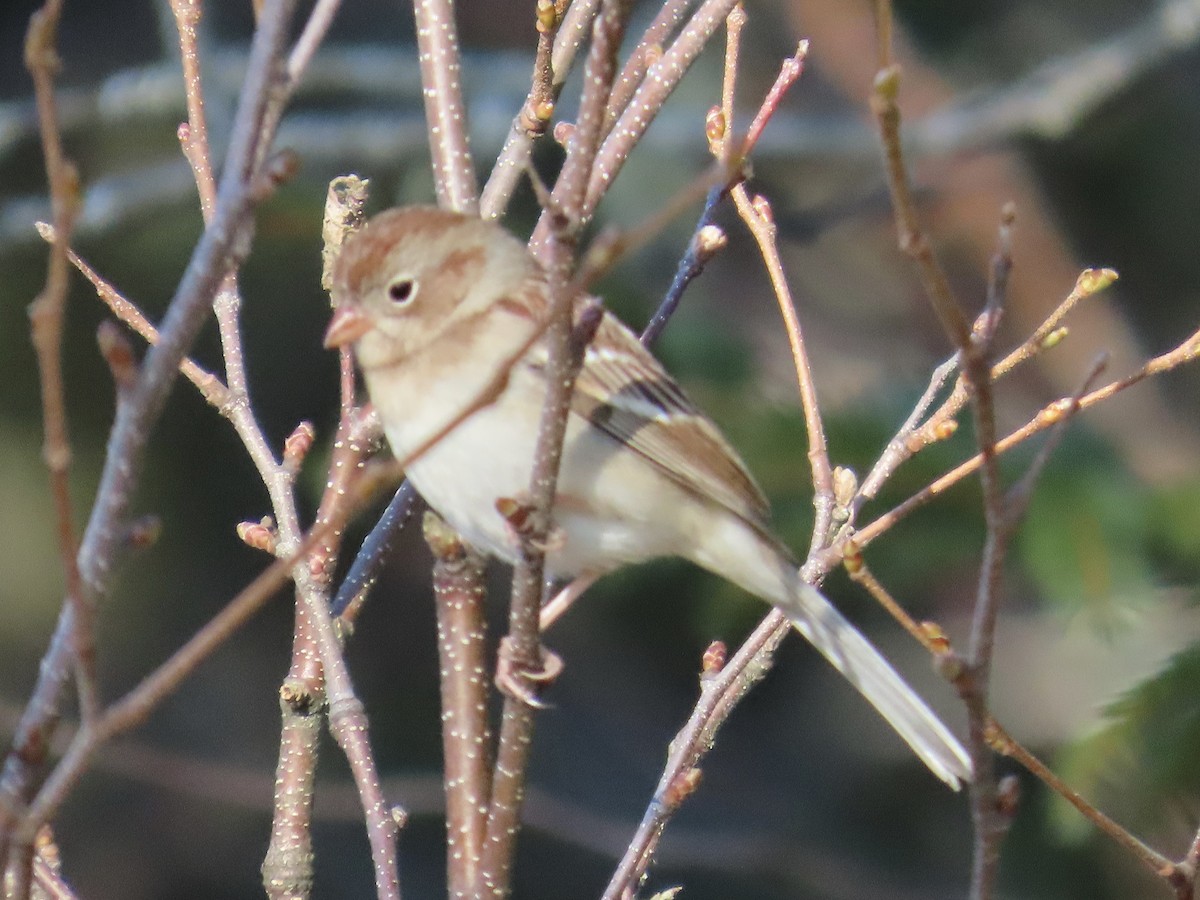 Field Sparrow - ML645569212