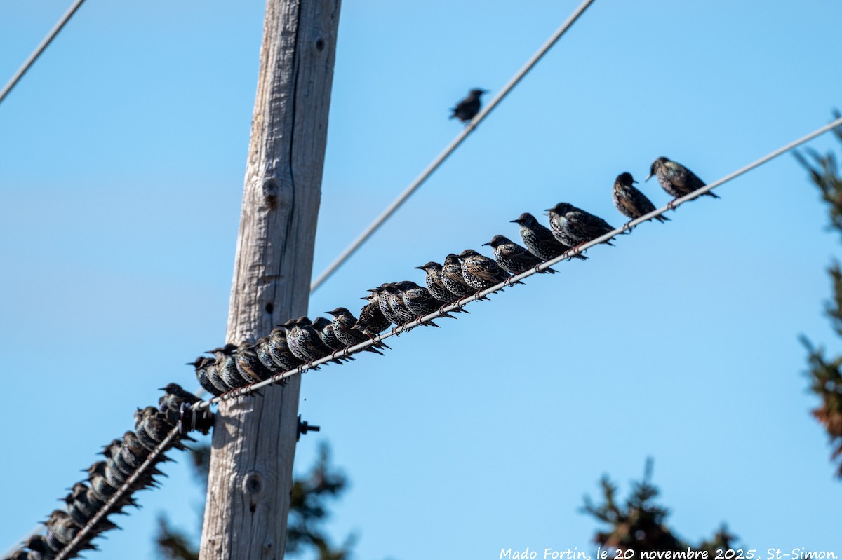 European Starling - ML645569213