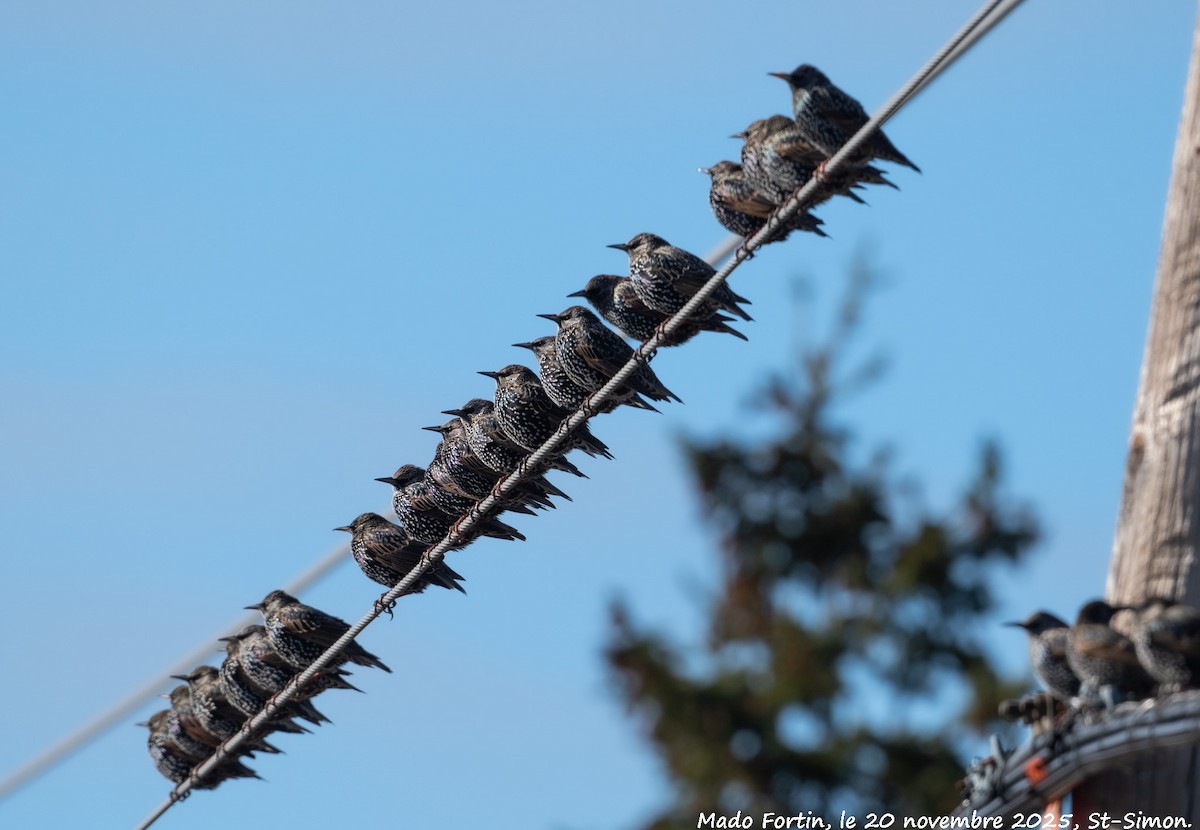 European Starling - ML645569214