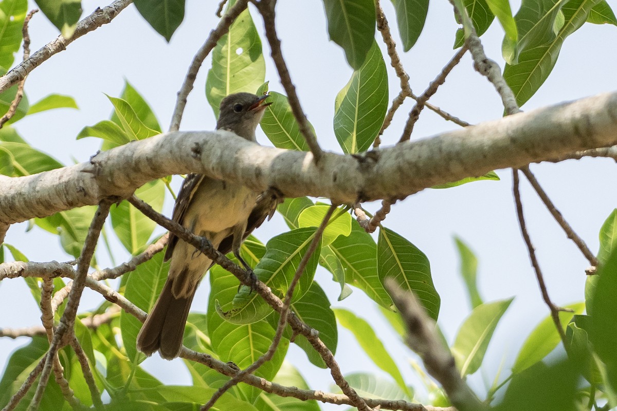 Large Elaenia - ML645569215