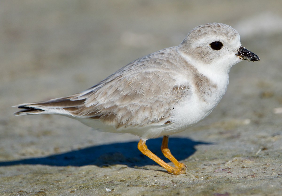Piping Plover - ML645569225