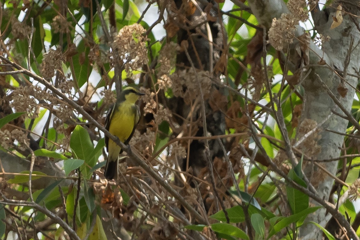 Yellow-browed Tyrant - ML645569226