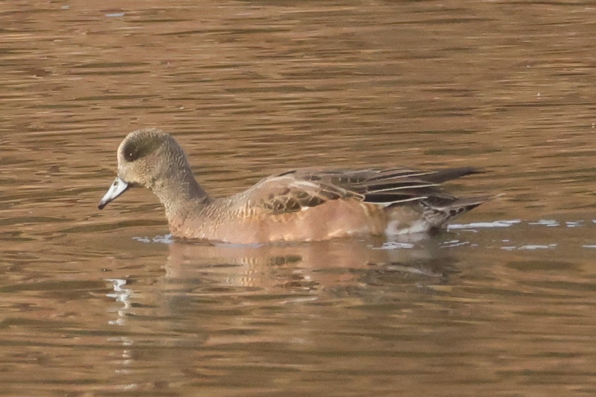 Свищ американський - ML645569228