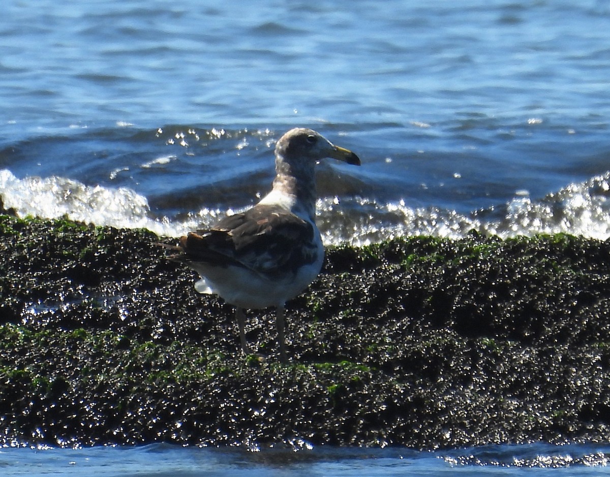 アルゼンチンカモメ - ML645569229