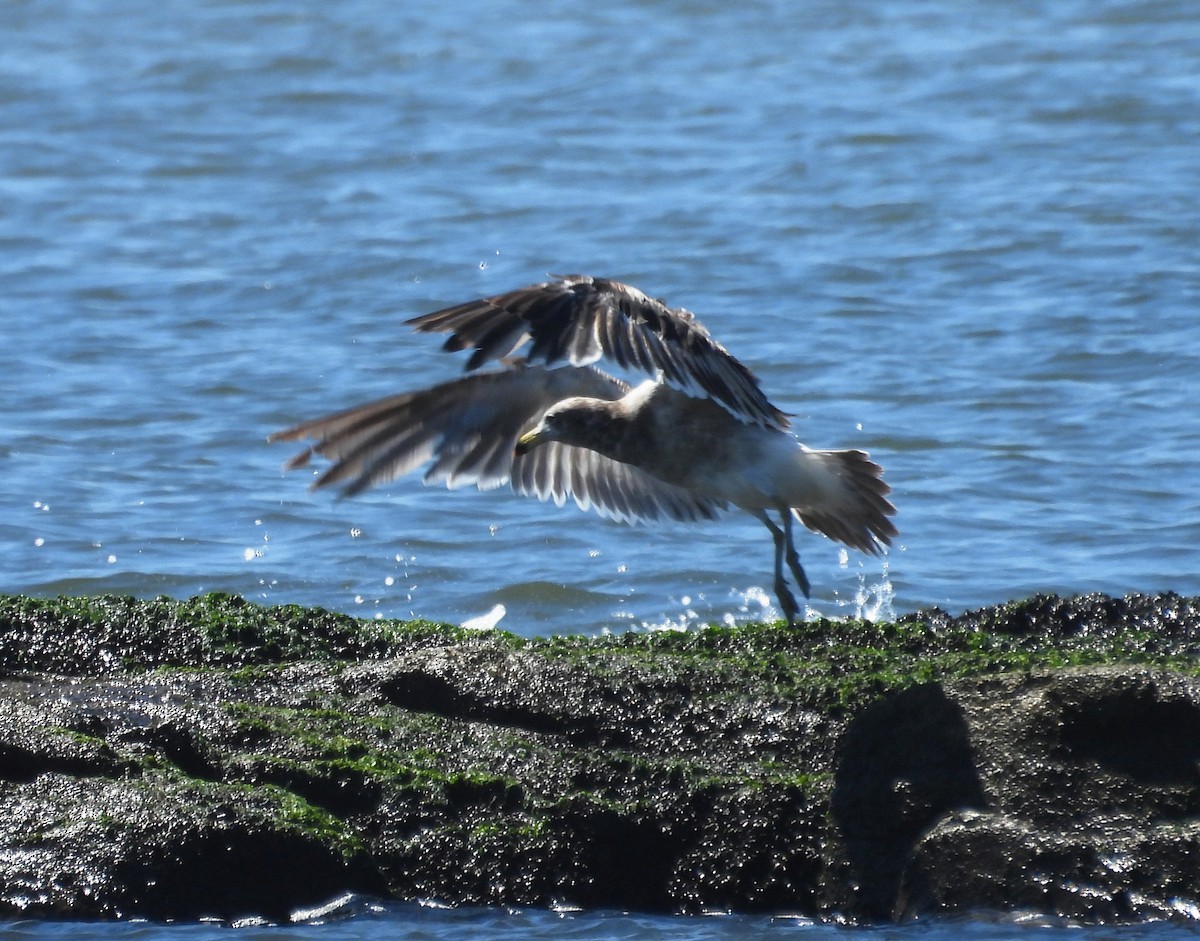 アルゼンチンカモメ - ML645569230