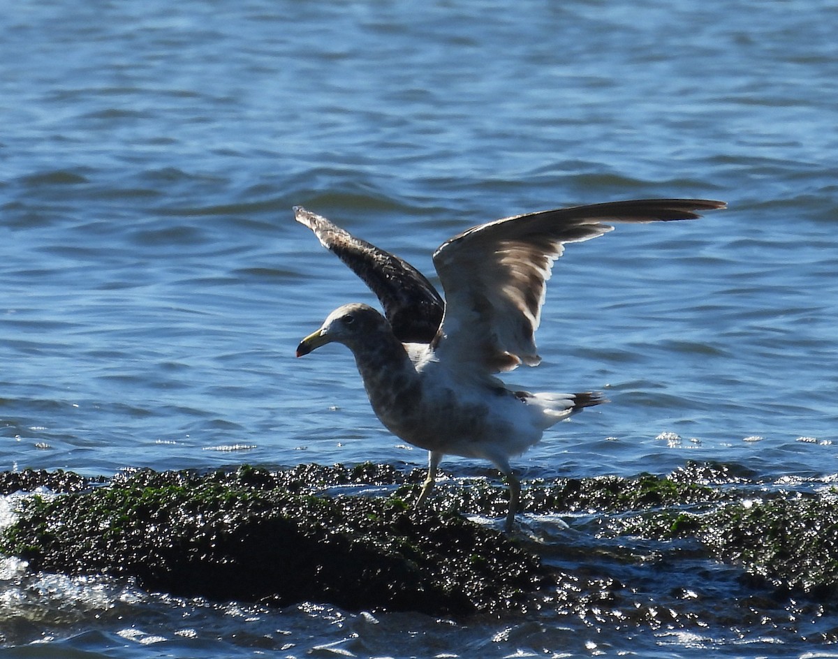 アルゼンチンカモメ - ML645569231