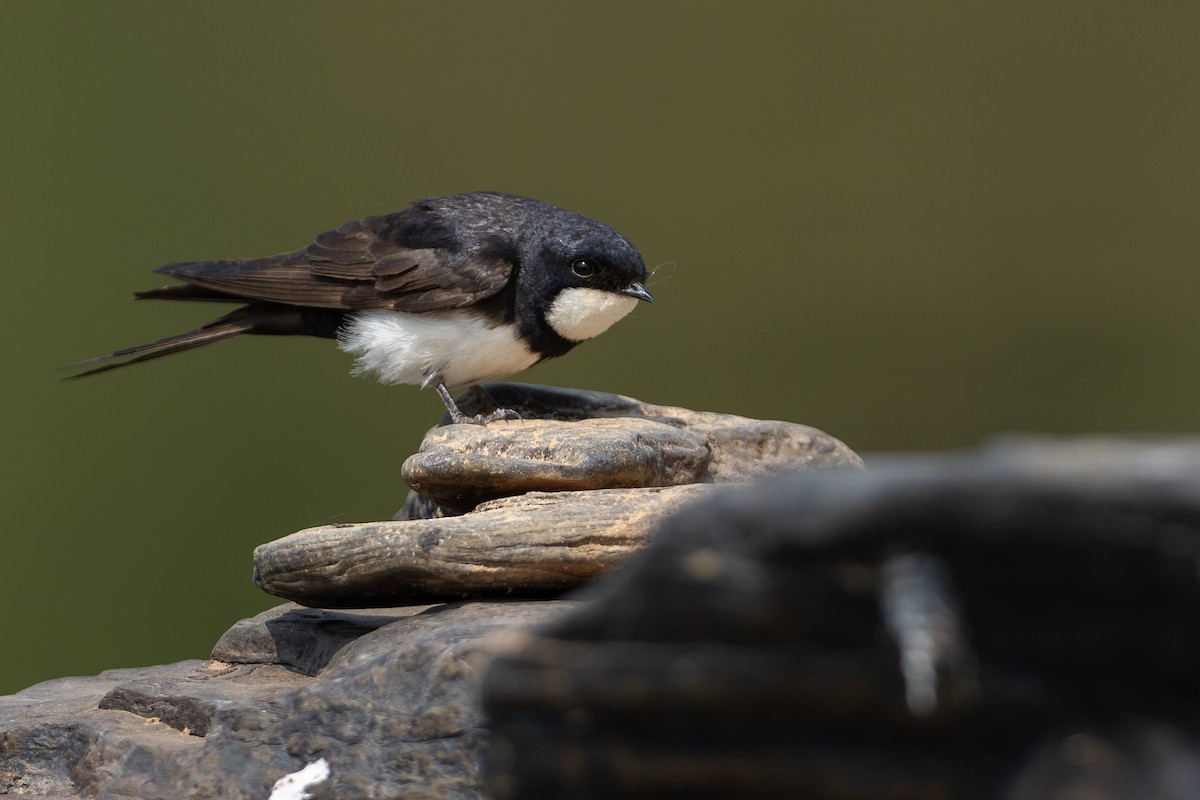 Black-collared Swallow - ML645569233