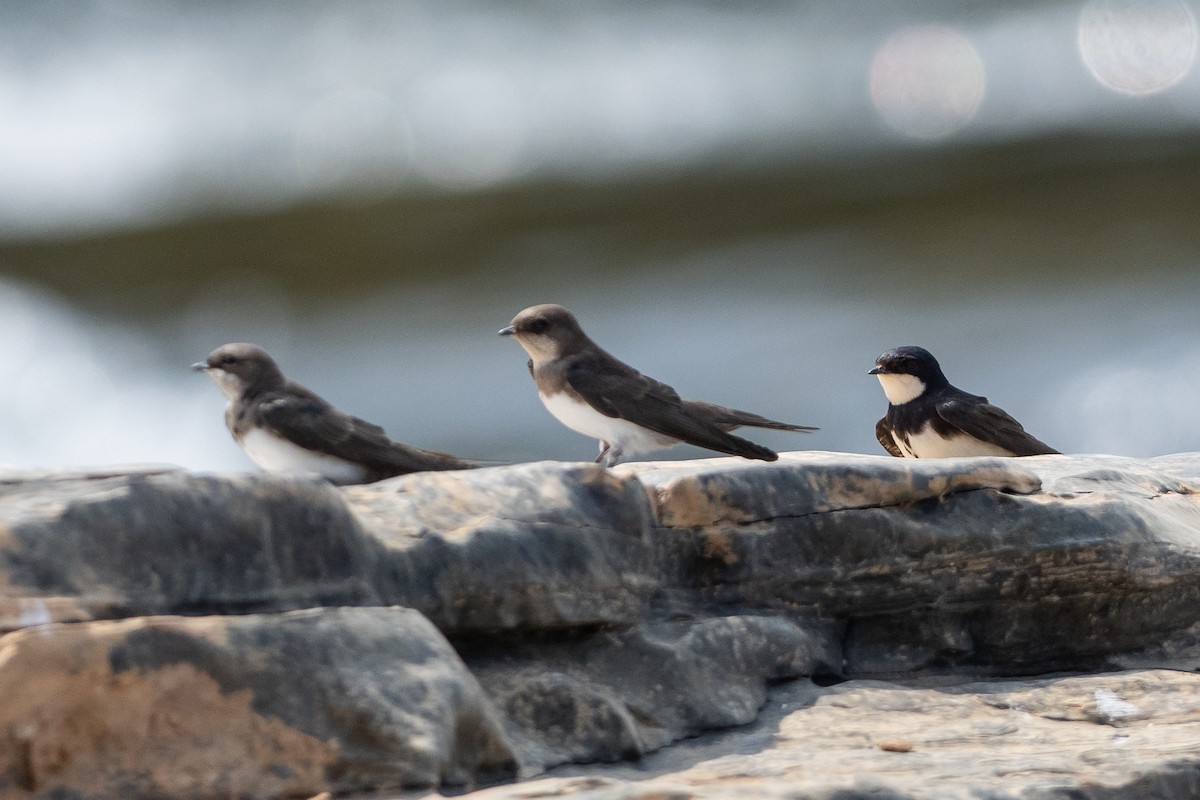 Black-collared Swallow - ML645569234