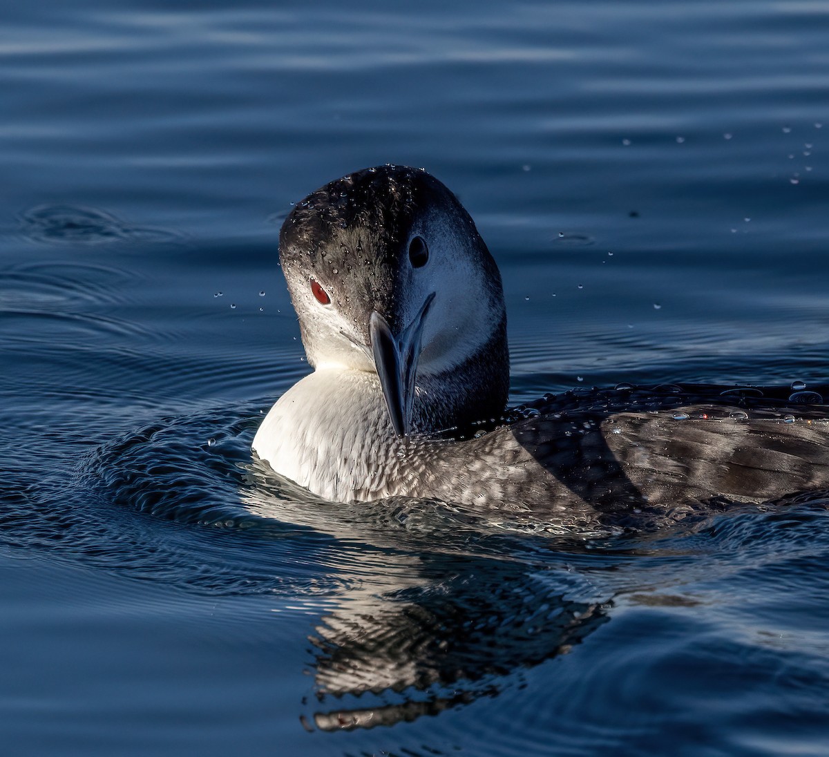 Aliota handia - ML645569236