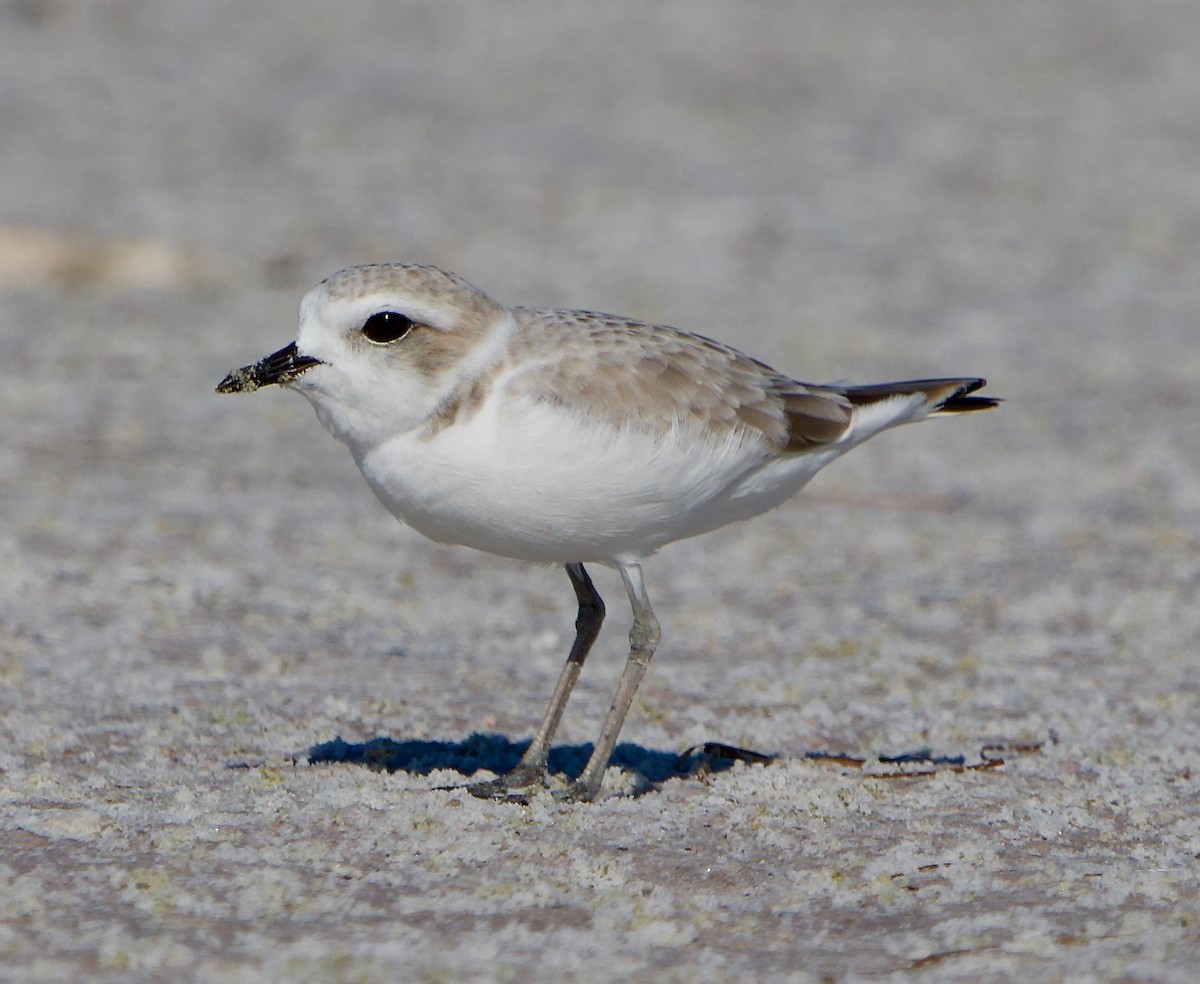 Snowy Plover - ML645569245