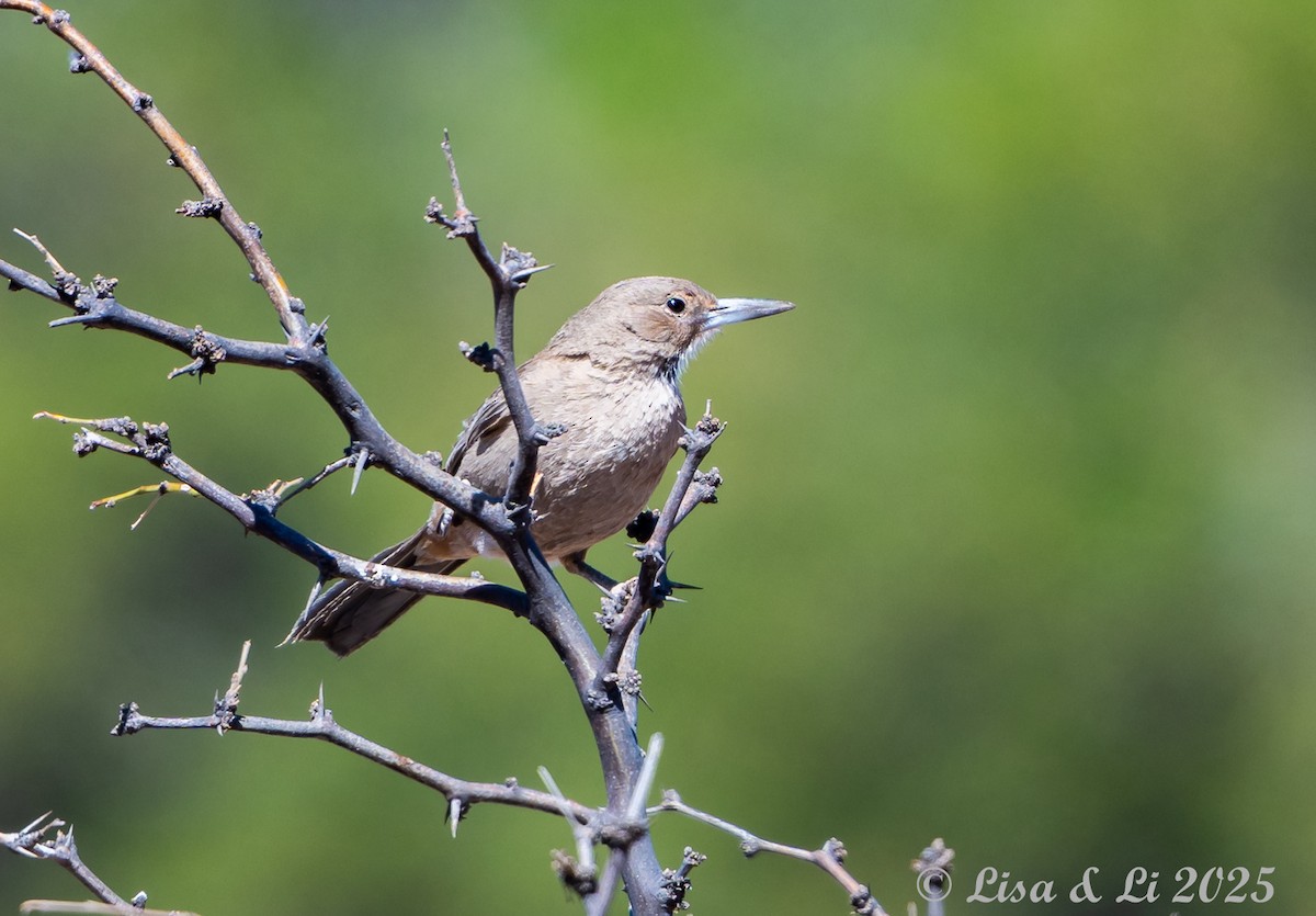 ノドジロエボシカマドドリ - ML645569247