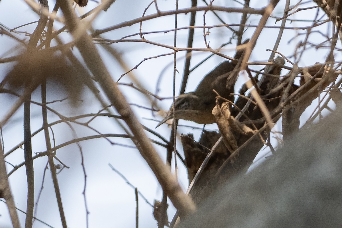 Buff-breasted Wren - ML645569248