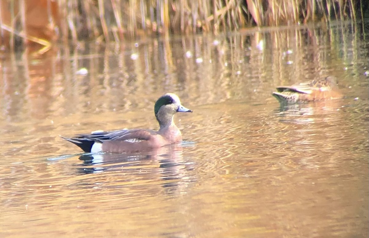 Свищ американський - ML645569268