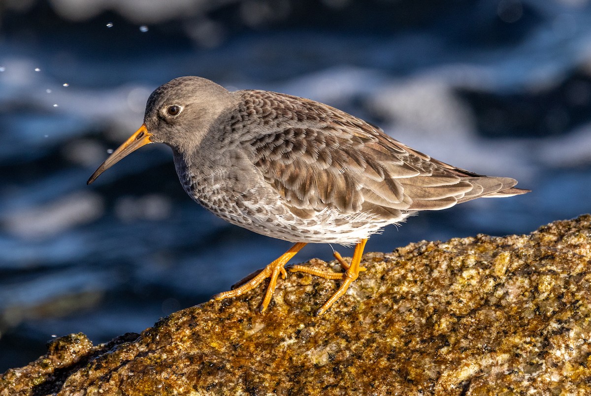 Txirri iluna - ML645569273