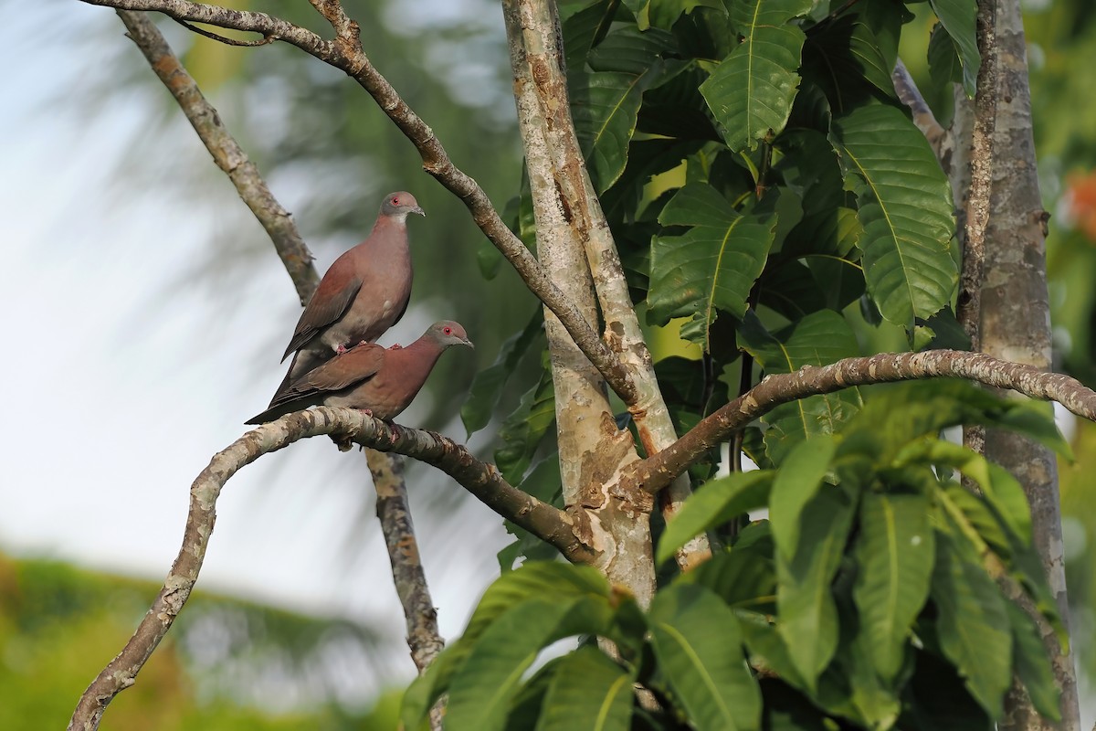 Pale-vented Pigeon - ML645569274