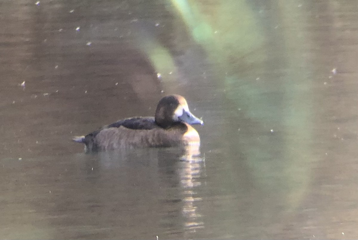 Морская чернеть - ML645569275