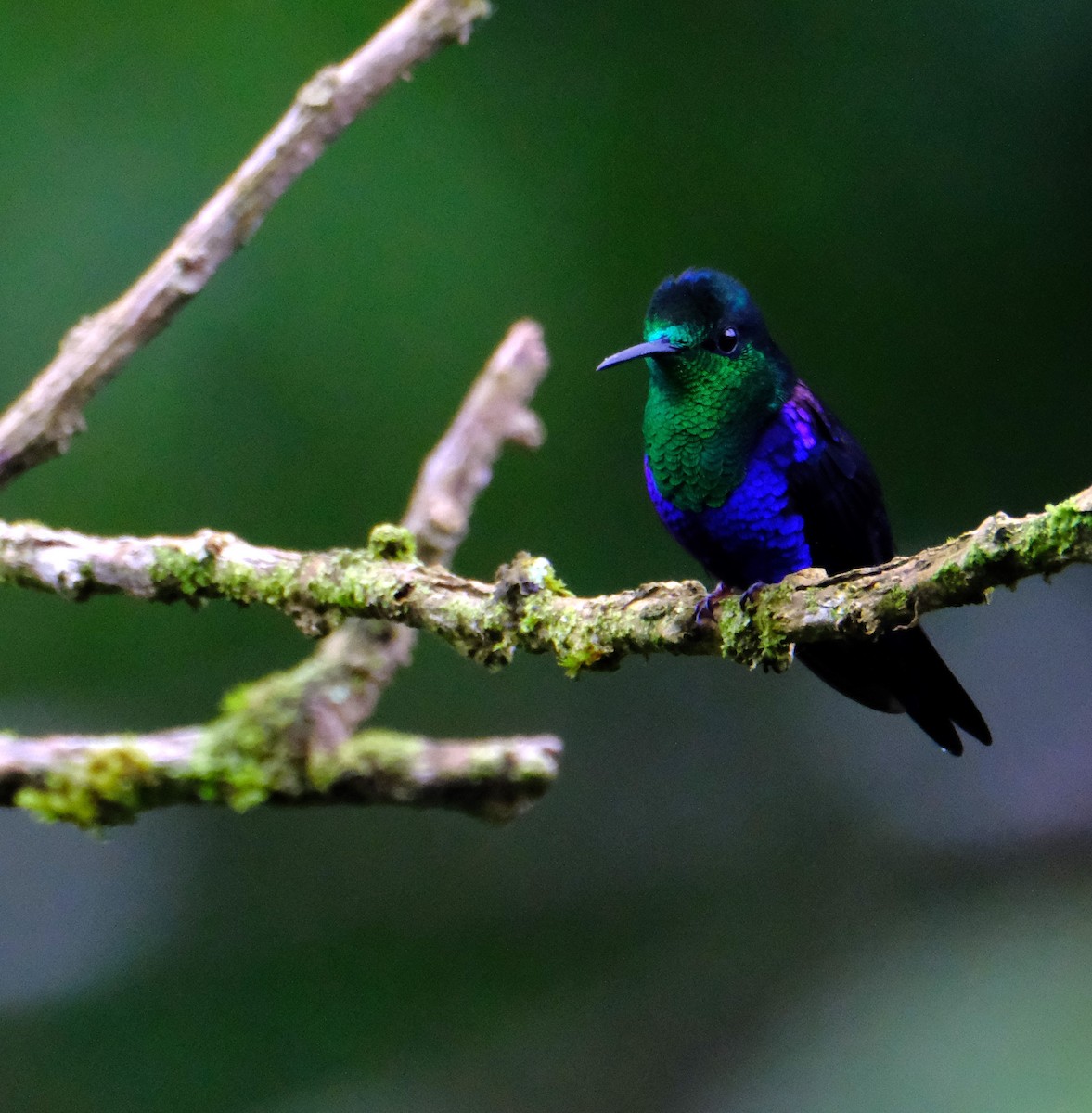 Crowned Woodnymph - ML645569284