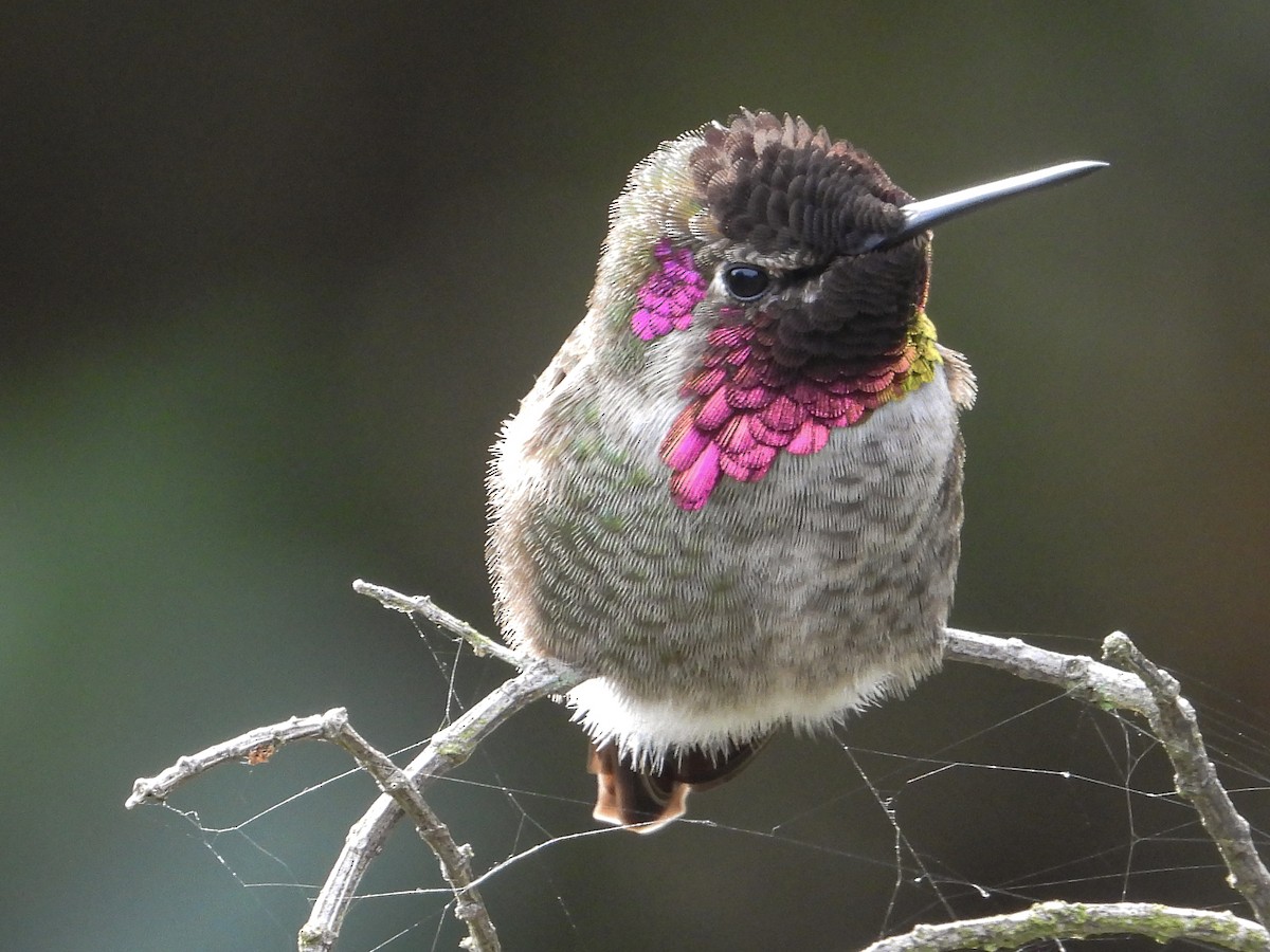 Anna's Hummingbird - ML645569285