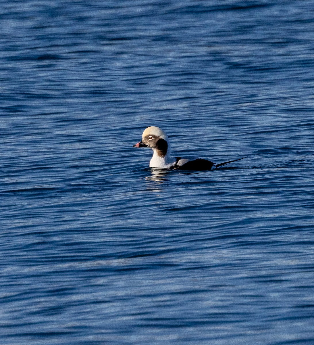 Izotz-ahatea - ML645569293