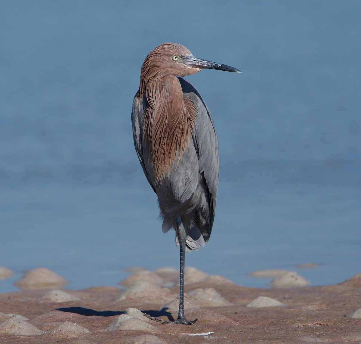 Reddish Egret - ML645569294