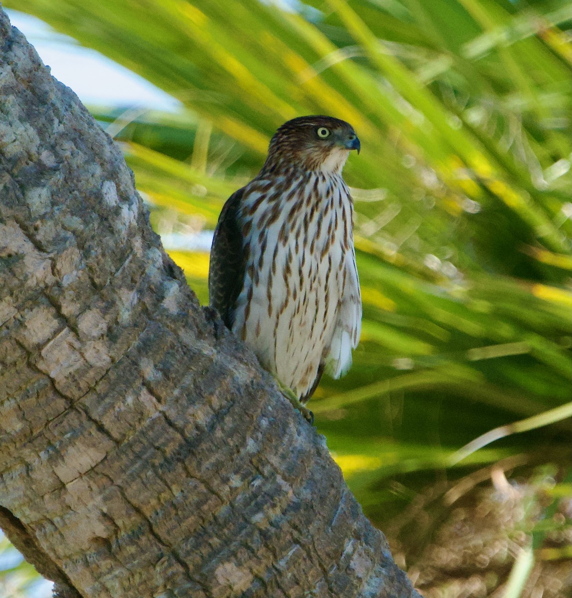 Cooper's Hawk - ML645569311