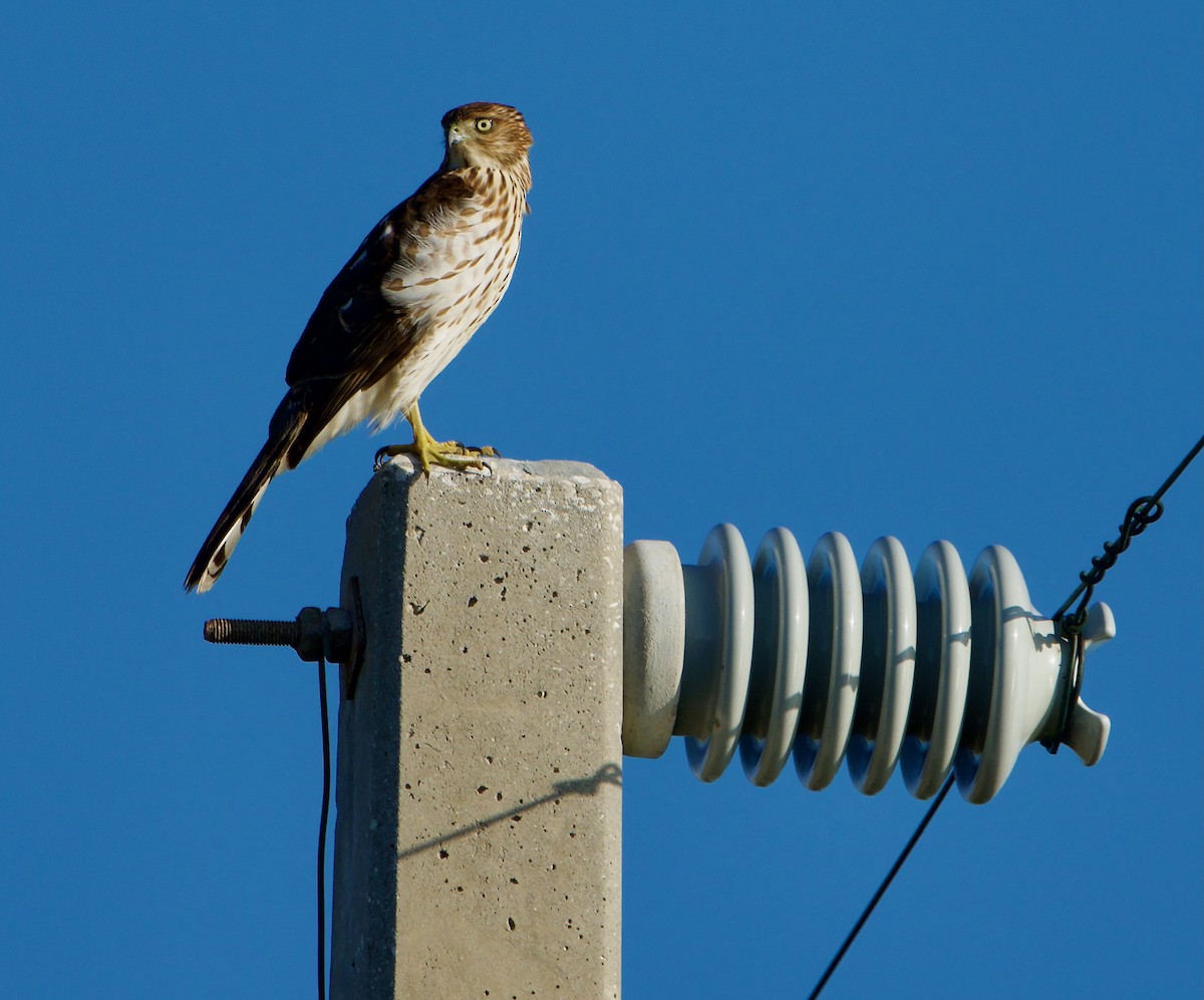 Cooper's Hawk - ML645569313