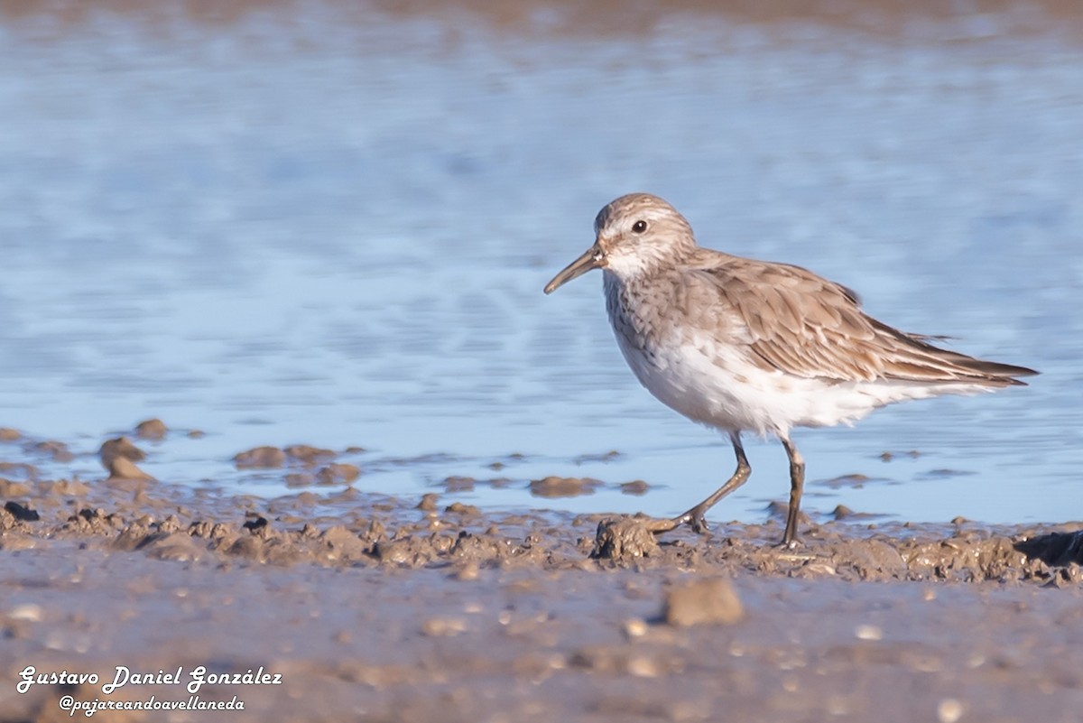 White-rumped Sandpiper - ML645569318