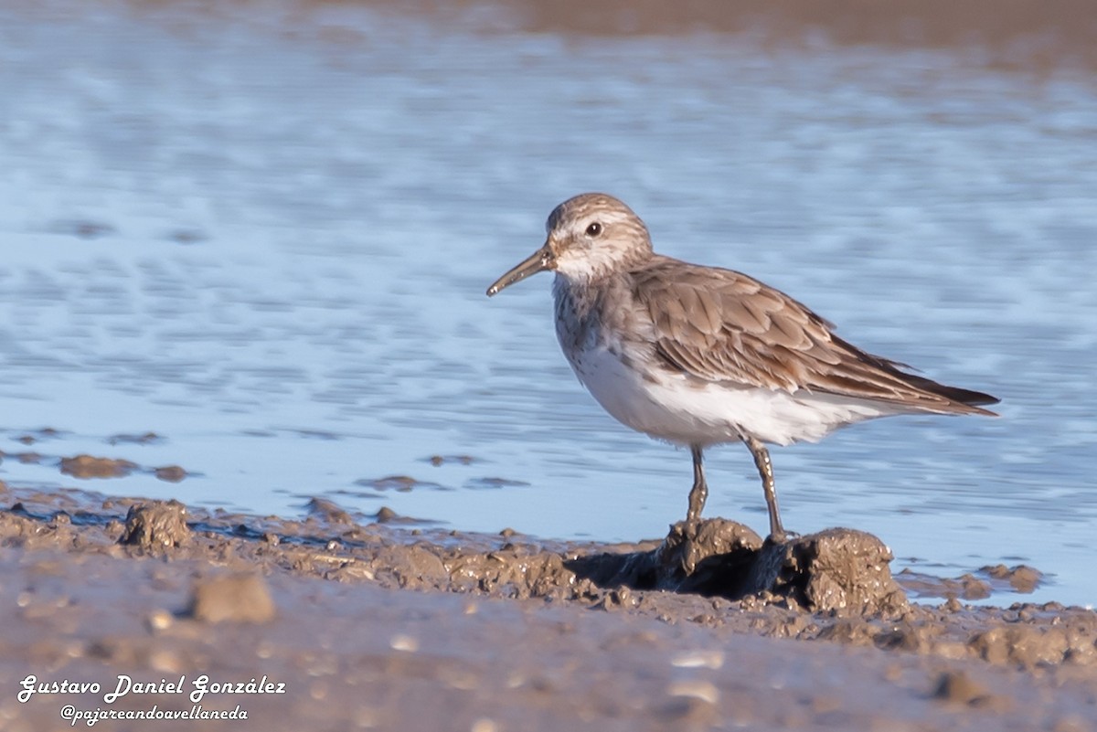 White-rumped Sandpiper - ML645569319