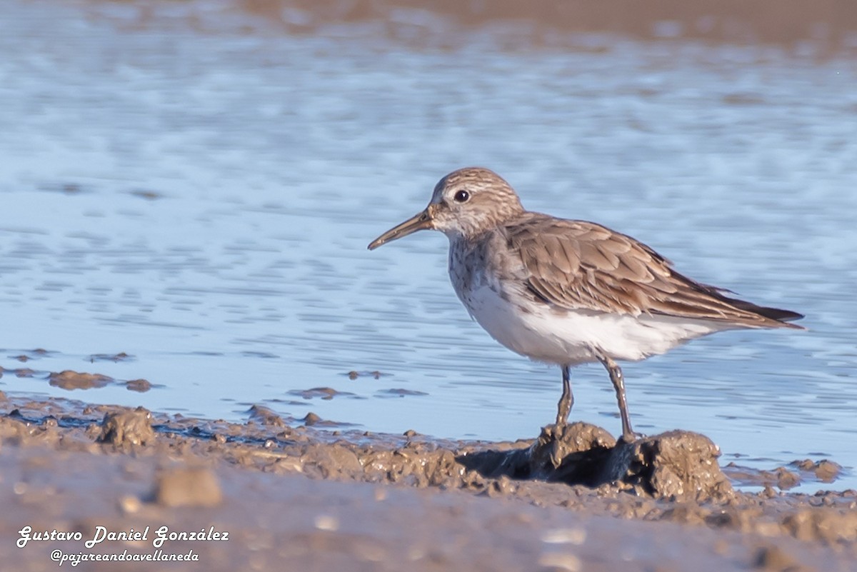 White-rumped Sandpiper - ML645569320