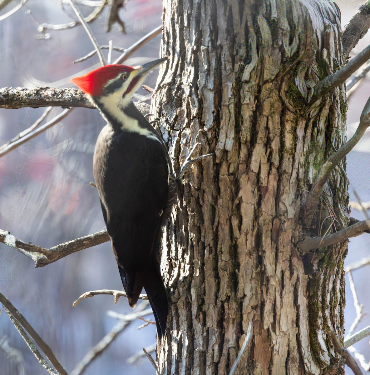 Pileated Woodpecker - ML645569323