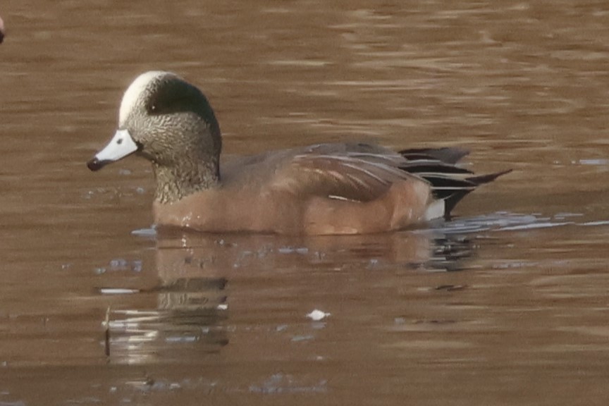 Свищ американський - ML645569341