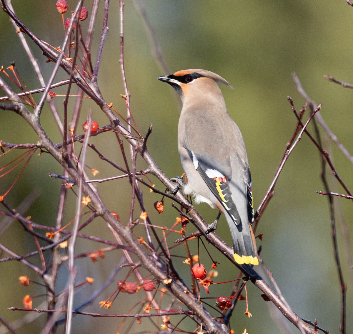 Bohemian Waxwing - ML645569365