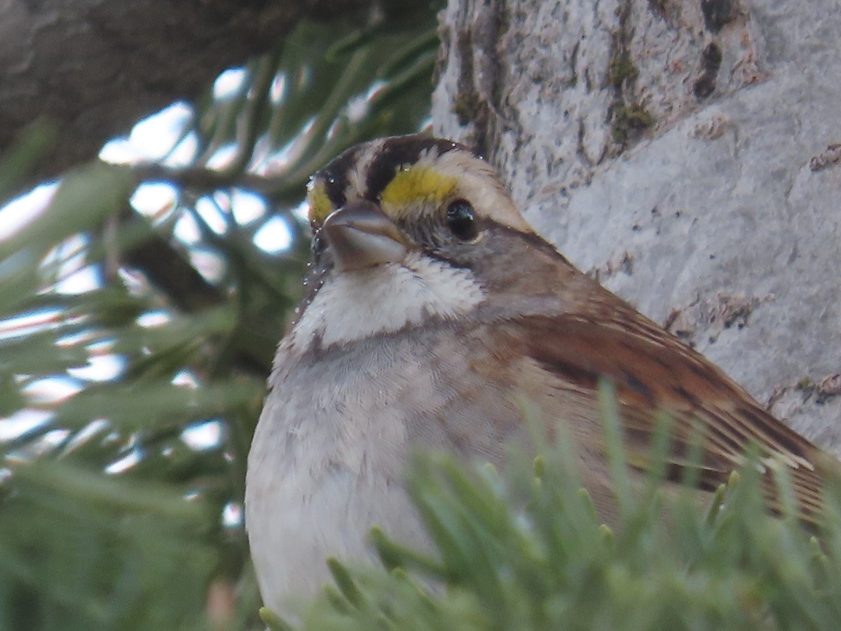 White-throated Sparrow - ML645569376