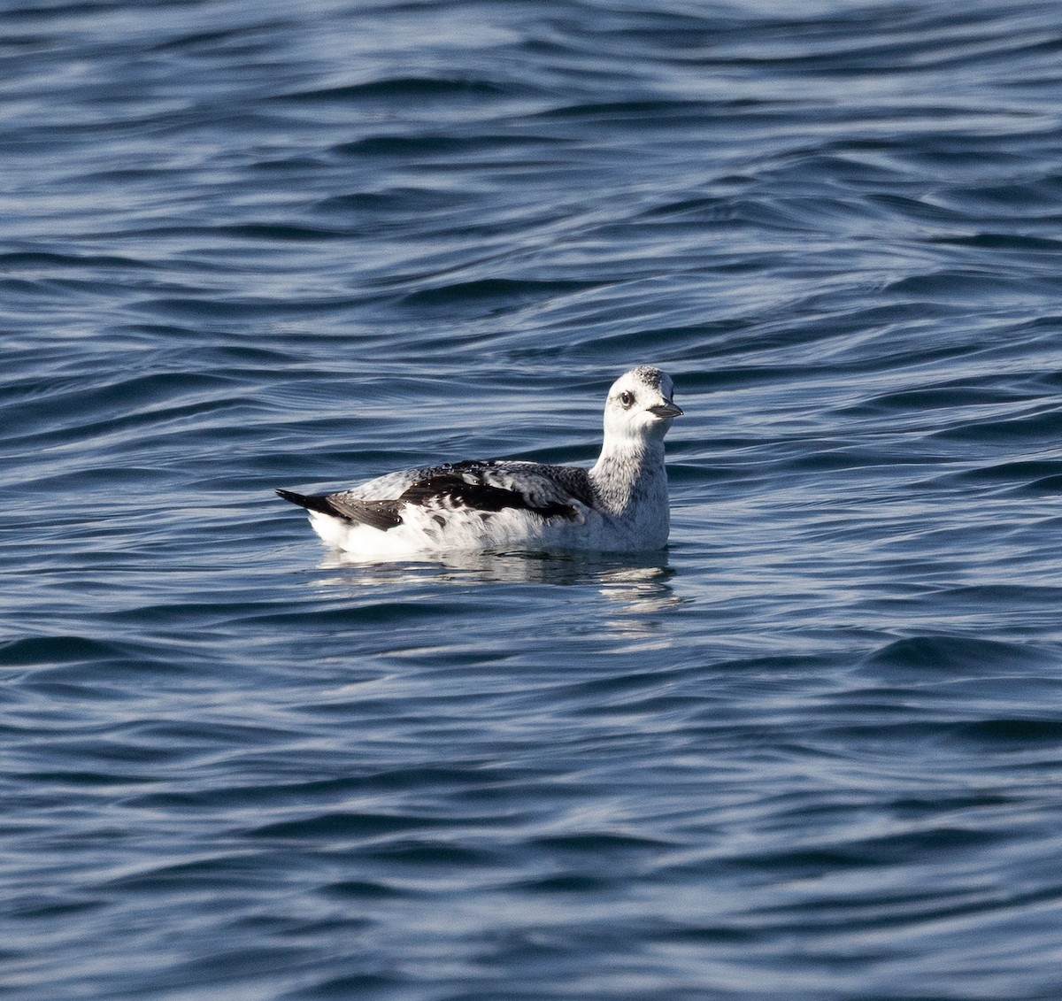 Pottorro hegalzuri atlantikoa - ML645569401