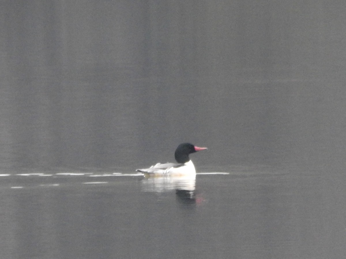 Common Merganser - ML645569412