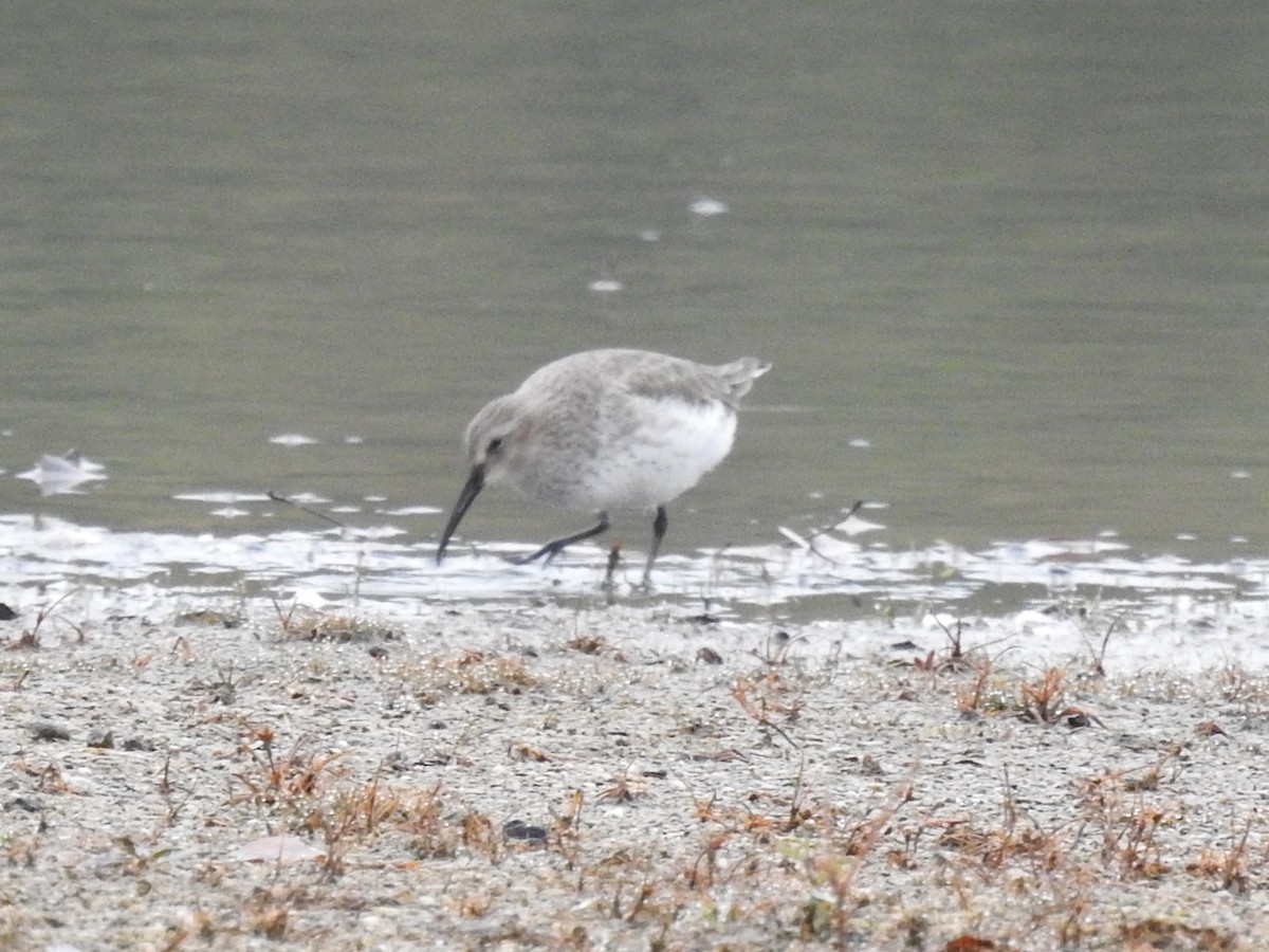 Dunlin - ML645569441