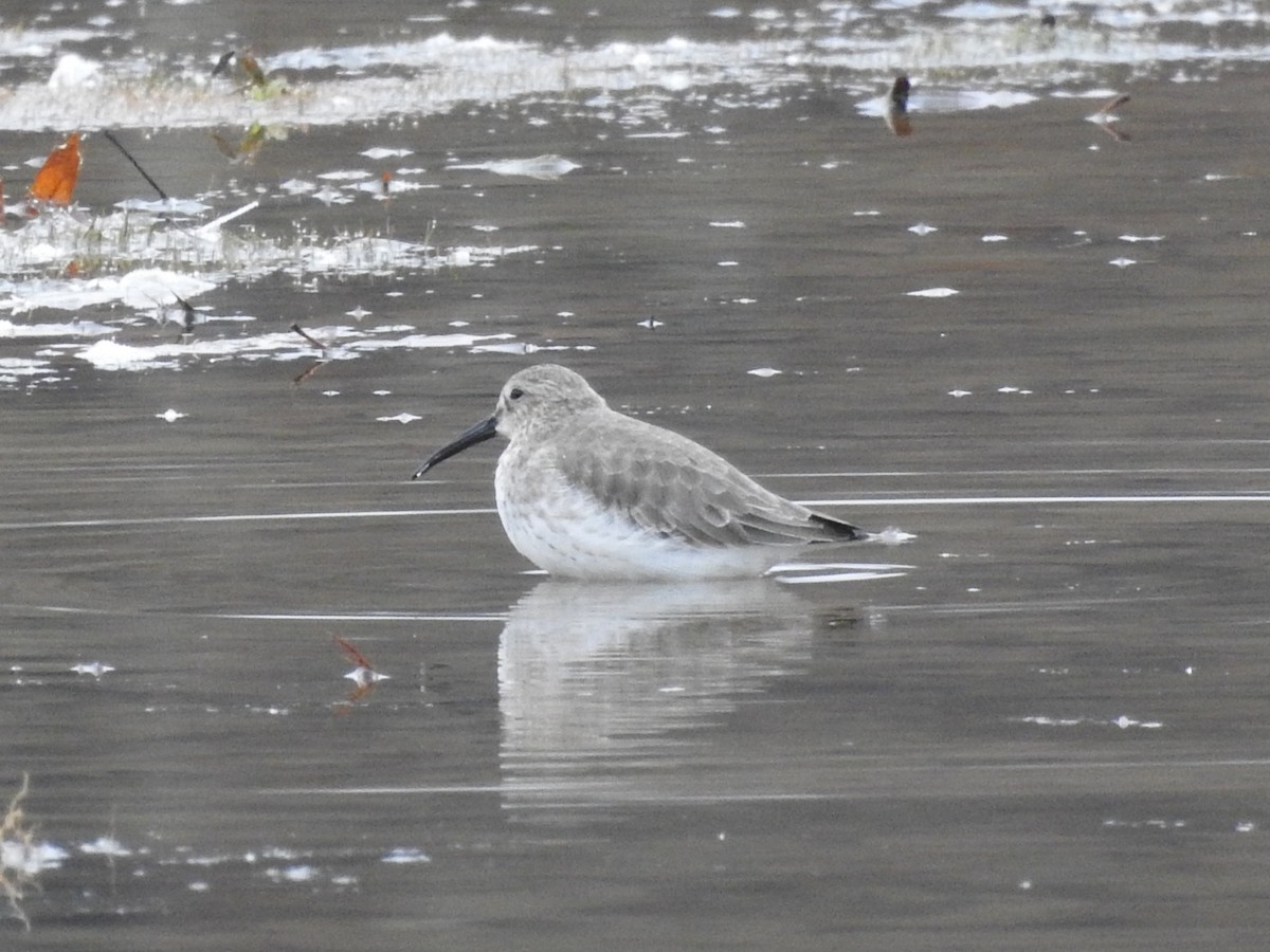 Dunlin - ML645569442