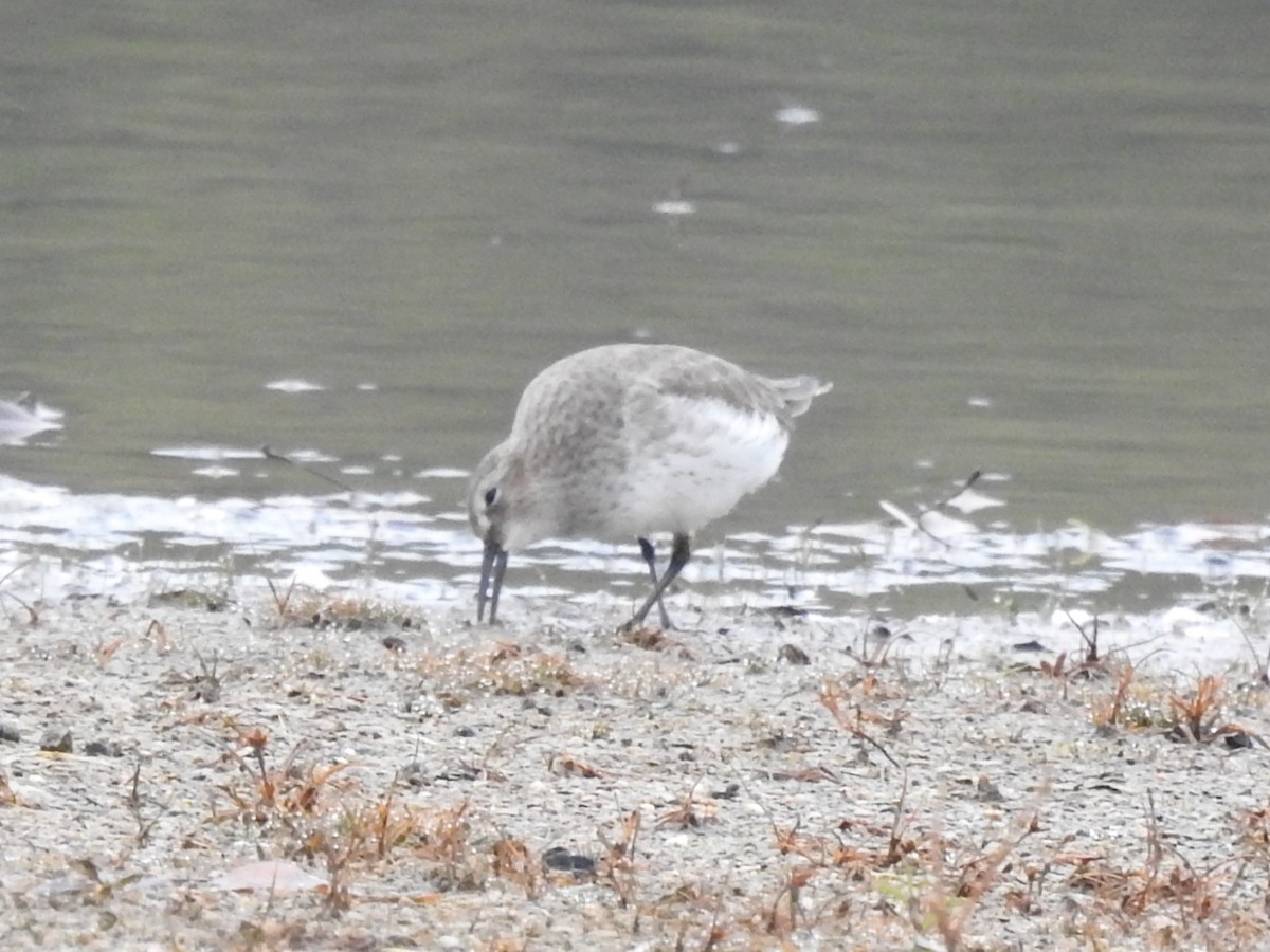 Dunlin - ML645569443