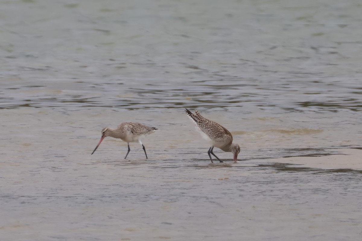 Bar-tailed Godwit - ML645569450