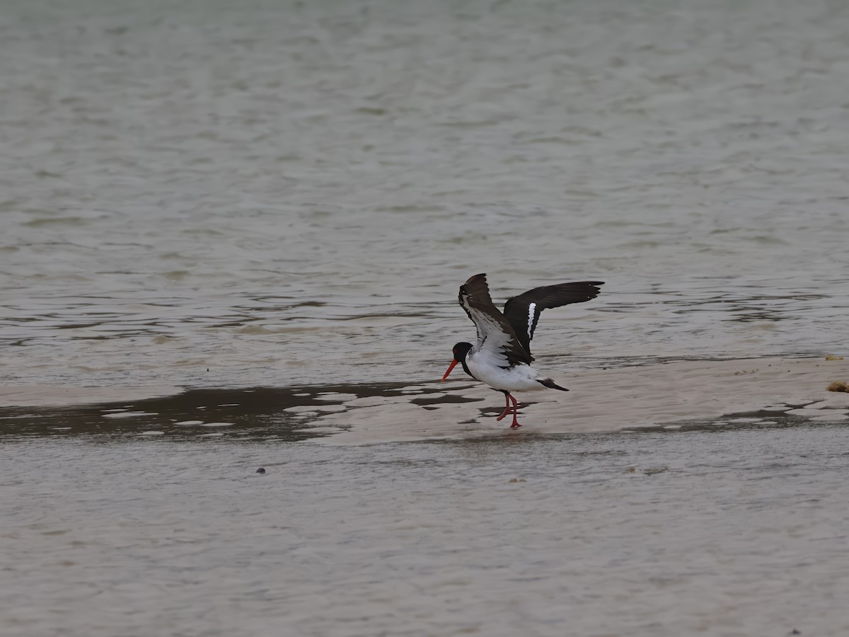 Pied Oystercatcher - ML645569463